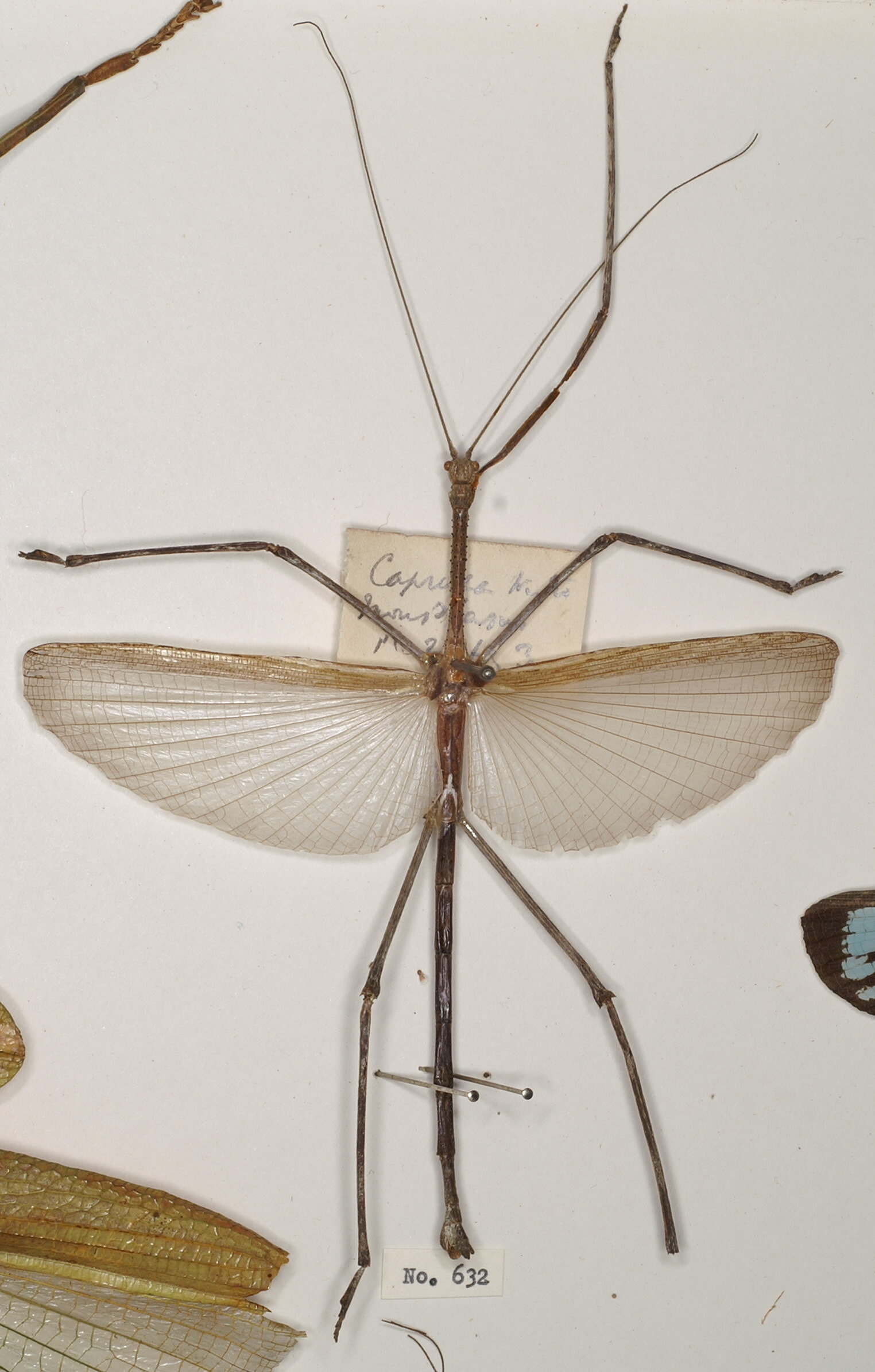 CollectionObject 2744462; 18ee639d-cb25-4ab3-8b8b-022a6ca53f4b: male, dorsal view (holotype). Paul Brock's photos, copyright OUM. (CollectionObject).