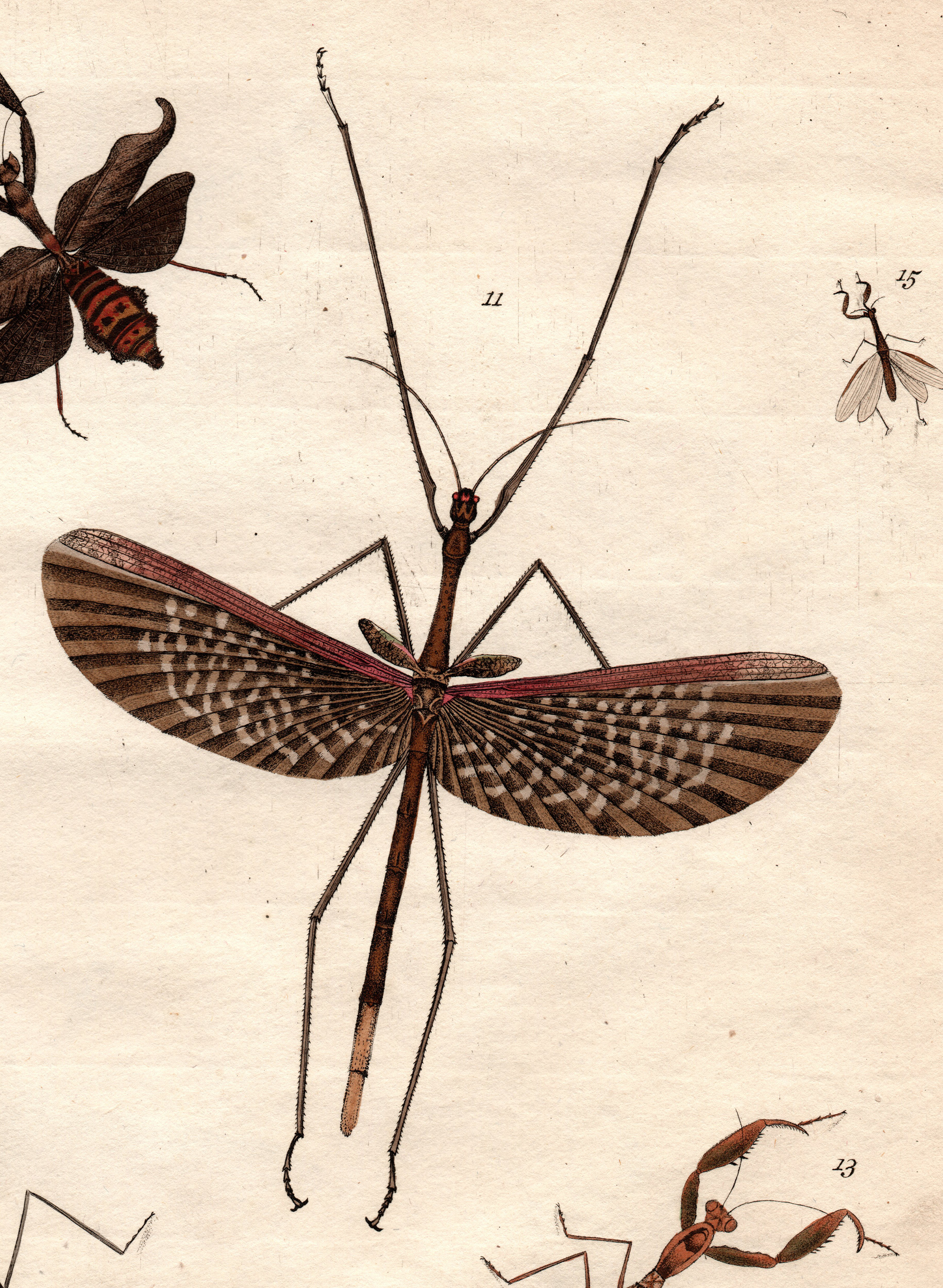 Anchiale Stål, 1875: from Stoll. male of Anchiale maculata [type species]. (Otu).