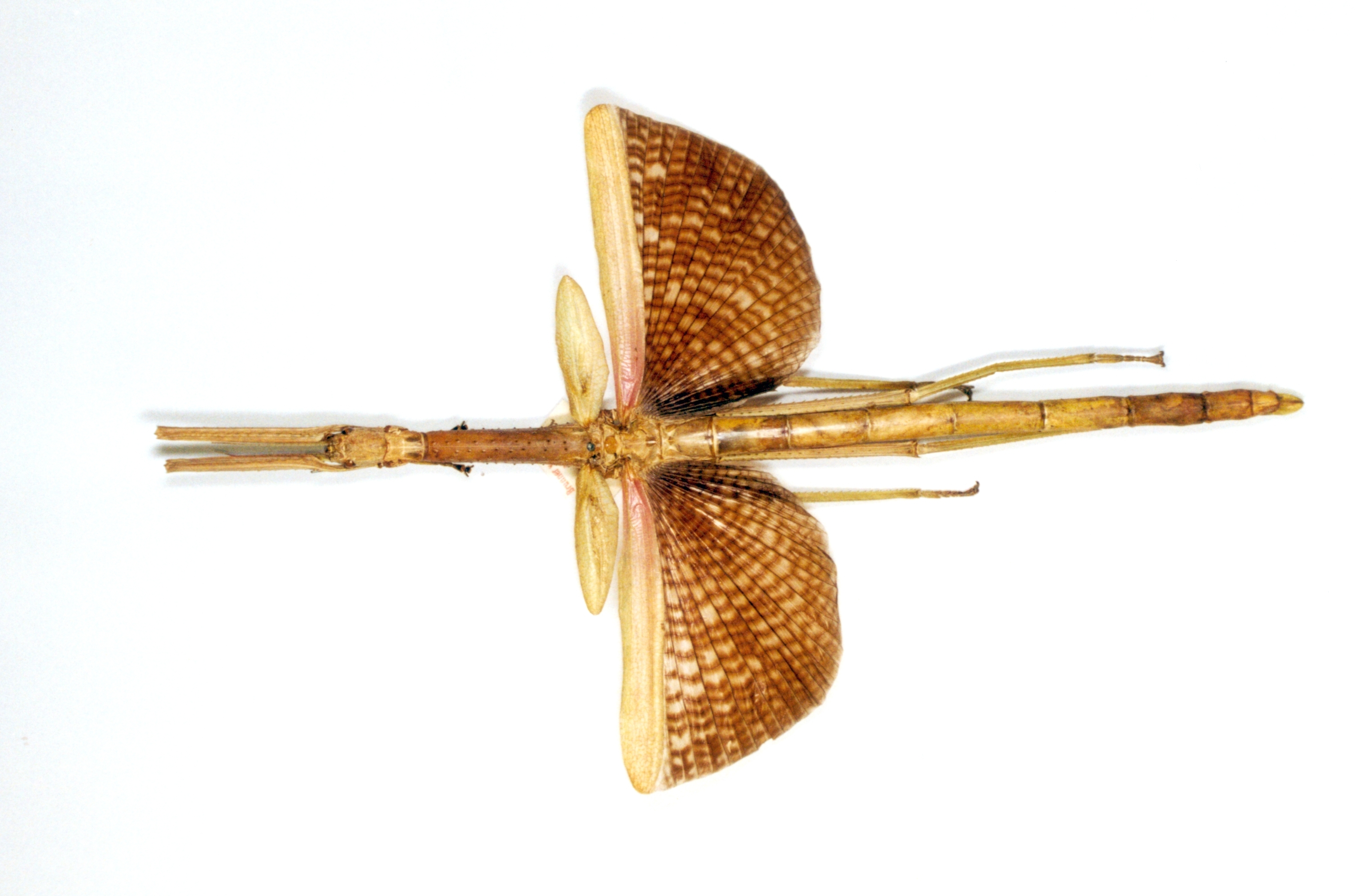 CollectionObject 1557047; 692e0911-7991-4feb-8726-37a61c09e978: copyright ETHZ. female, dorsal view (holotype). (CollectionObject).