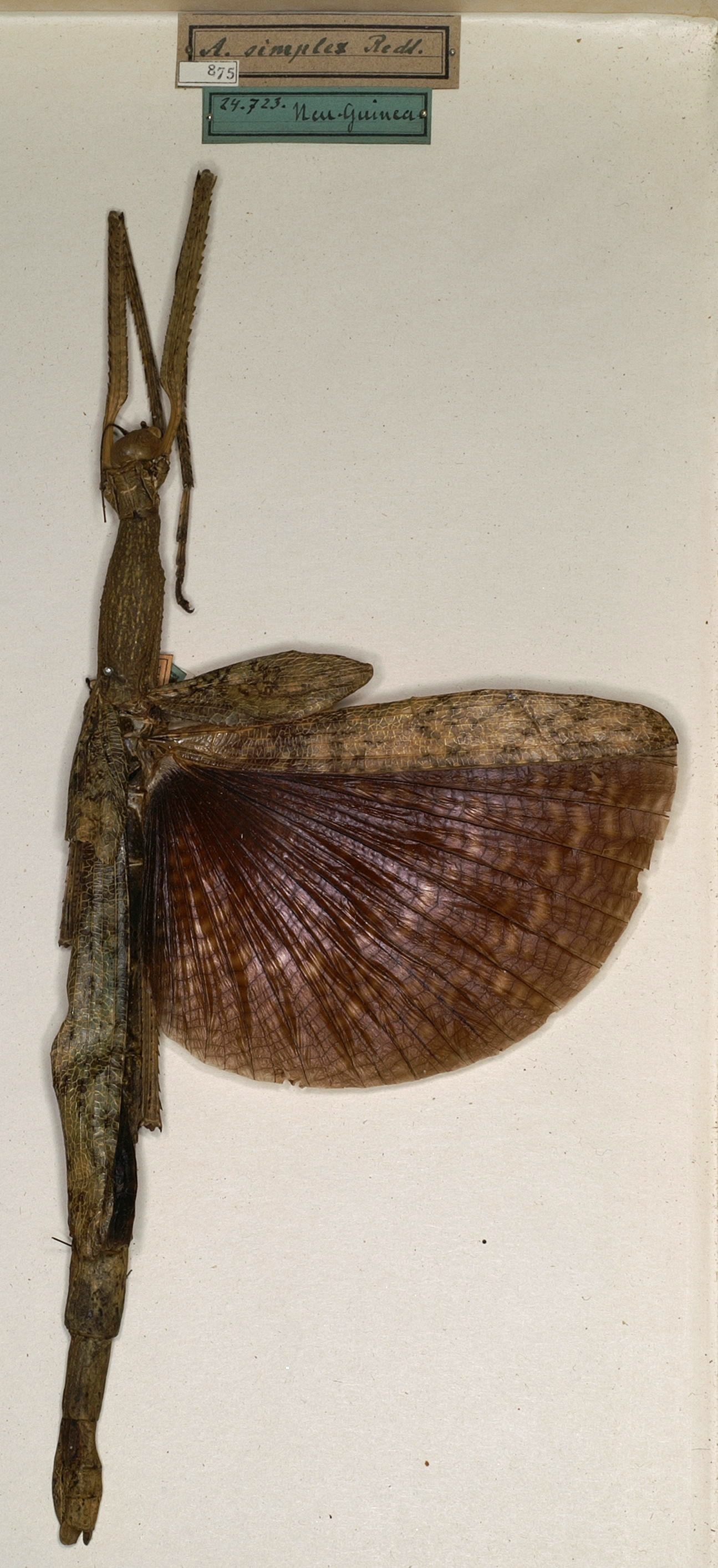 CollectionObject 1557050; NMW 875, 8dd2fe89-5da8-4d98-8b23-d67ac496440b: copyright NMW, Vienna. female (holotype). (CollectionObject).