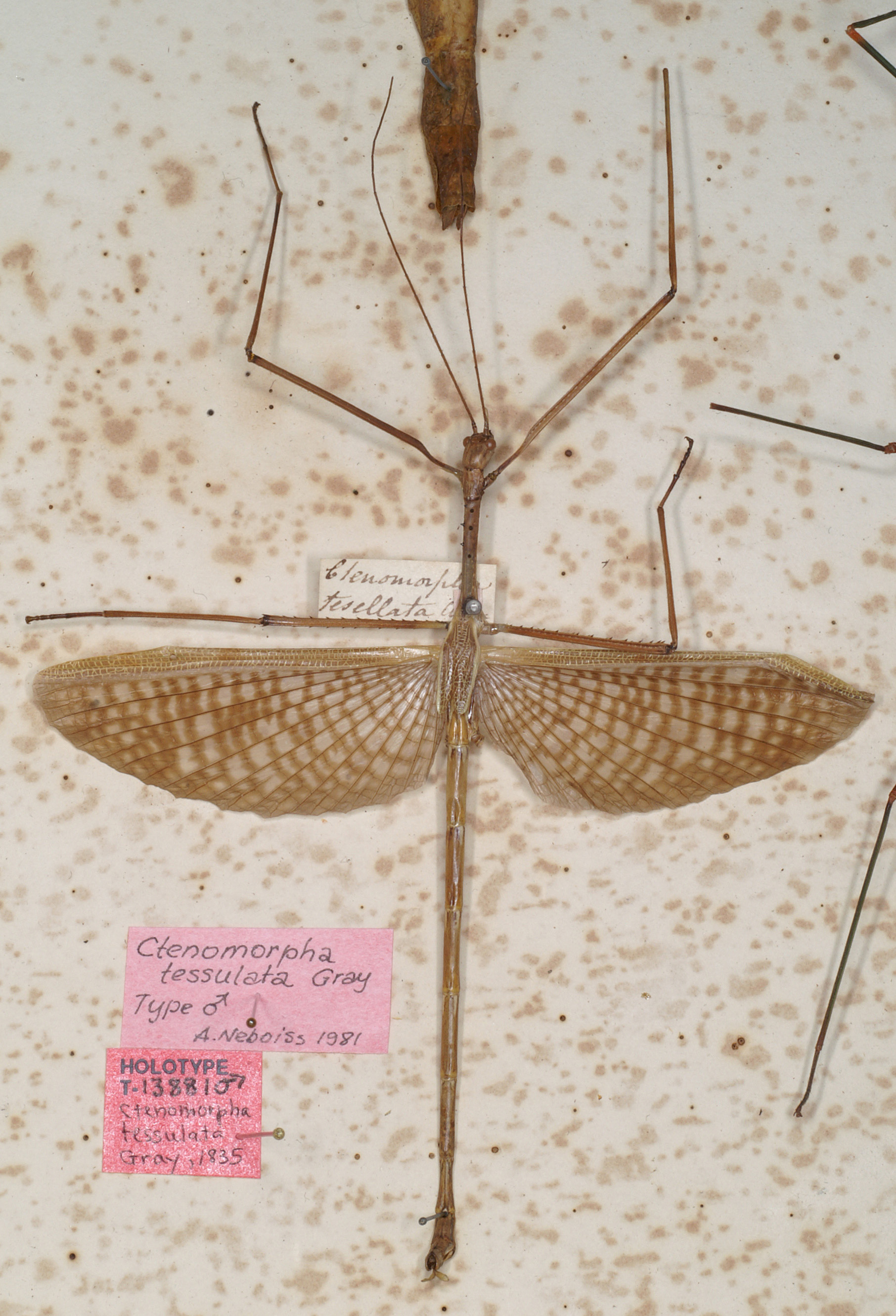 CollectionObject 1558211; MVMA T-13881, e31884a1-4c3d-40e5-91a9-1d11ddb56e21: copyright MVMA, Melbourne. male of Ctenomorpha tessulata (syntype). (CollectionObject).