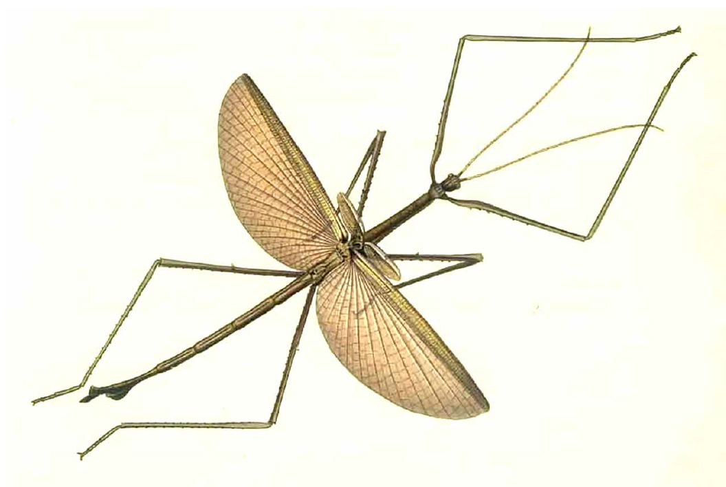 Ctenomorpha Gray, 1833: original publication (Gray 1833). male Ctenomorpha marginipennis [type species]. (Otu).