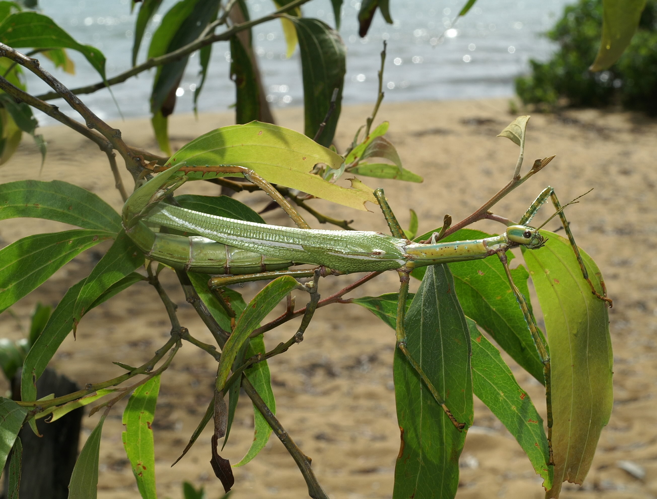 Clemacantha Rainbow, 1897: copyright Paul D. Brock. female of Clemacantha goliath [type species], Queensland: Brampston Beach, 17 February 2006. (Otu).