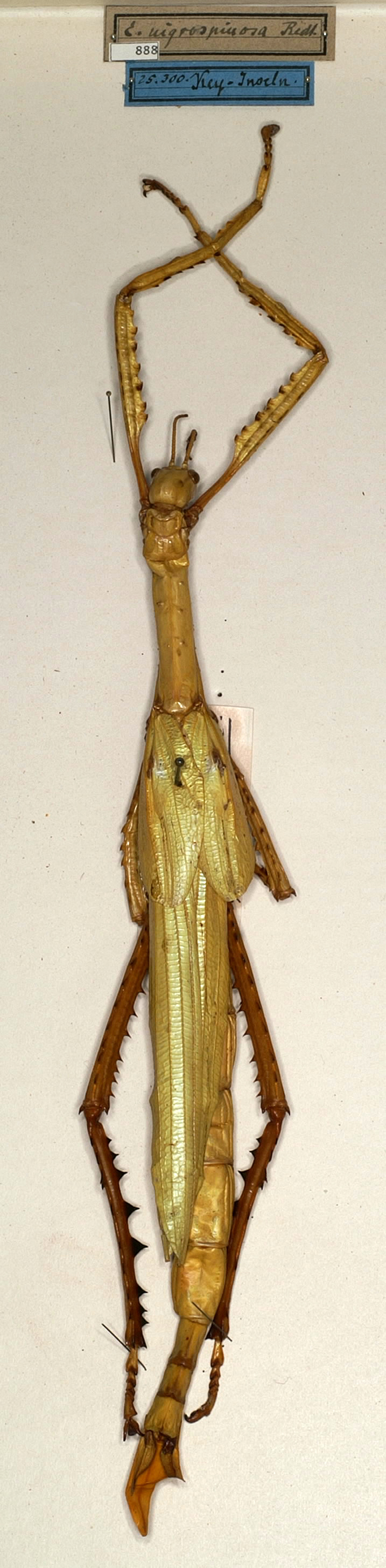 CollectionObject 1558767; NMW 888, 830e4f6b-5079-4b63-97d1-fad195f5b6a8: copyright NHMW, Vienna. female (holotype). (CollectionObject).
