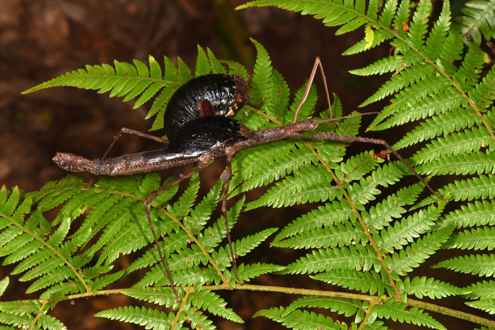 Onchestus Stål, 1877: copyright Paul D. Brock. female Onchestus gorgus [type species] defence display, Purling Brook Falls, Springbrook, SE Queensland, 6 February 2017. (Otu).