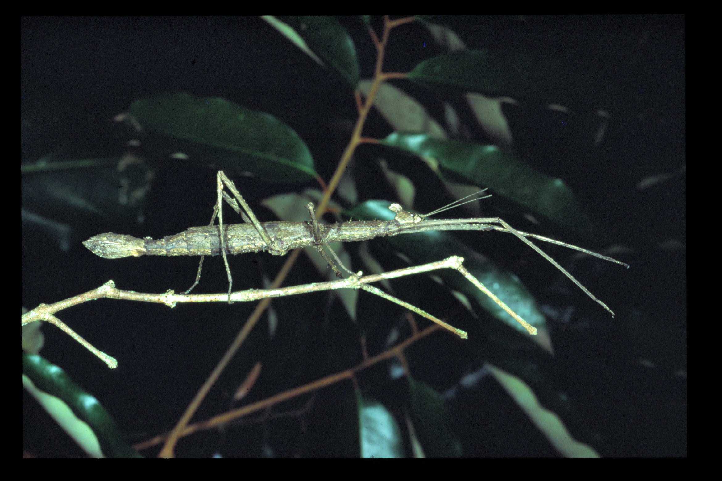 Onchestus rentzi Brock & Hasenpusch, 2006: copyright D.C.F. Rentz. female, Australia: north Queensland, Mt. Lewis, ii.1988. (Otu).