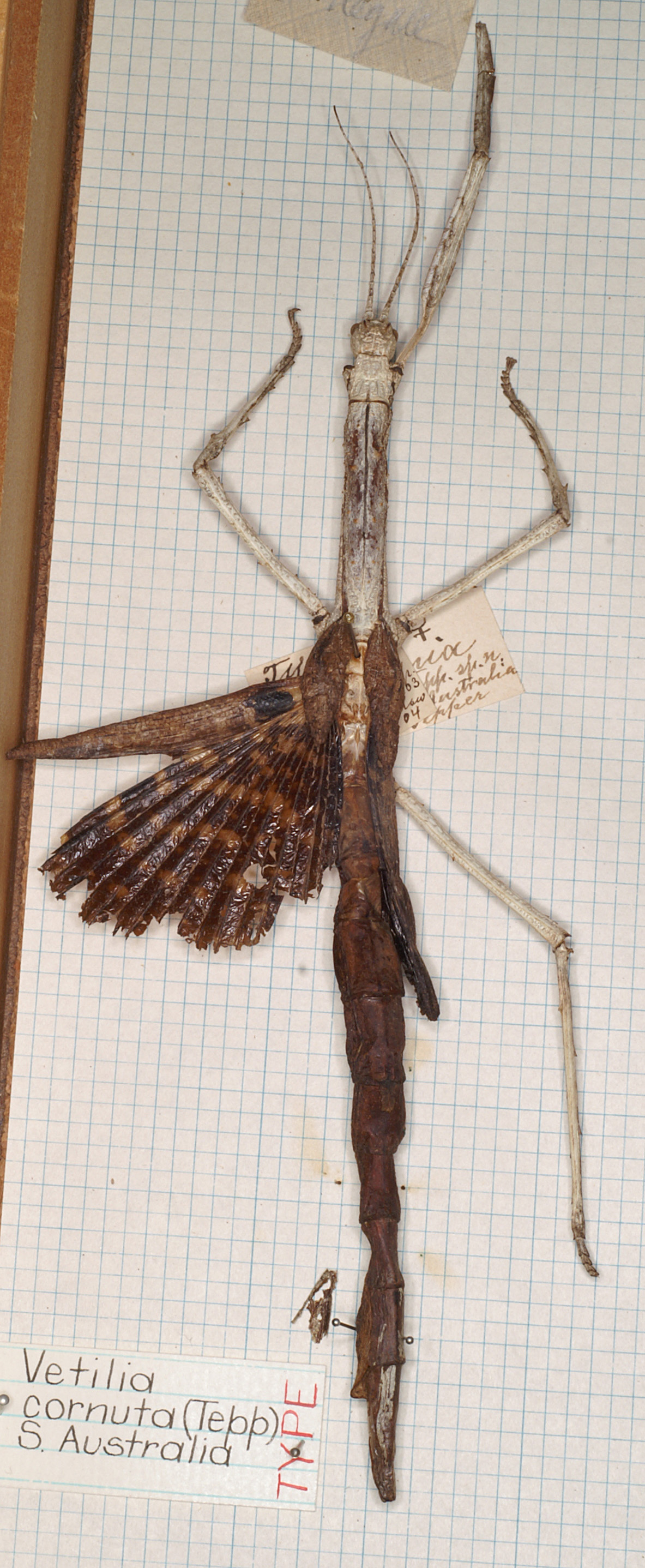 CollectionObject 1556980; 2d07ead0-16b0-4371-b3c3-c4c57ff575ec: copyright SAM, Adelaide. female (holotype). (CollectionObject).