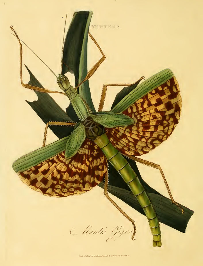 Phasma gigas (Linnaeus, 1758): Plate 9, Dovovan, 1800. Mantis gigas. (Otu).