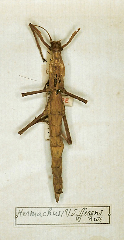 CollectionObject 1558962; 17d39c69-c611-40bc-845c-bbe2998b1c21: copyright MNHN, Paris. female (holotype). (CollectionObject).