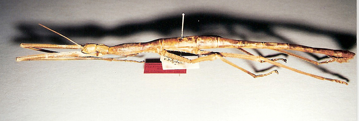 CollectionObject 1558973; 8f07869f-b93f-47a9-94b3-b384139cf331: copyright O. Zompro. female (holotype). (CollectionObject).