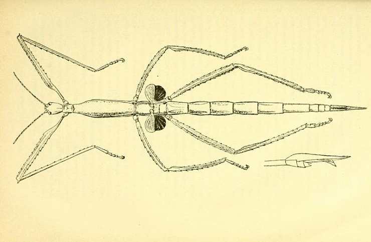 Phasmotaenia Navas, 1907: from original publication Bolívar, 1897. female Phasmotaenia sanchezi [type species]. (Otu).