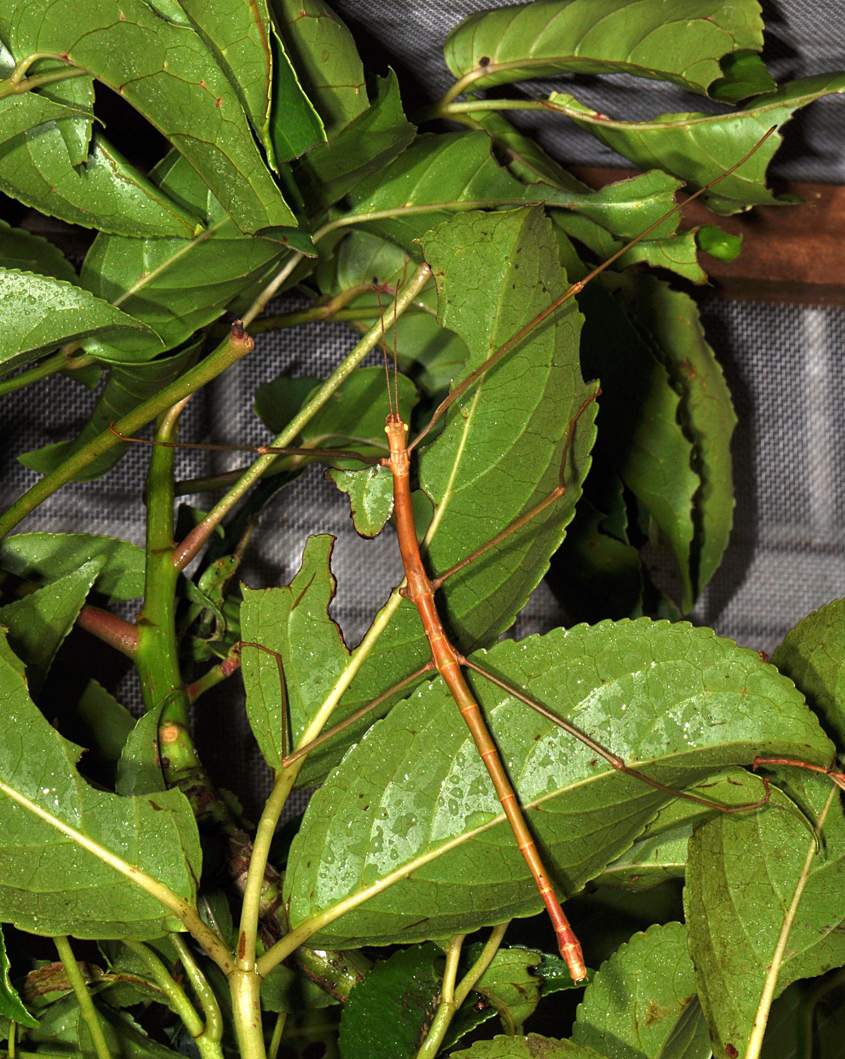 Phasmotaenia lanyuhensis Huang & Brock, 2001: Copyright Paul D. Brock. male, Lanyuh Island culture stock in Taiwan Zoo, 11.x.2009. (Otu).