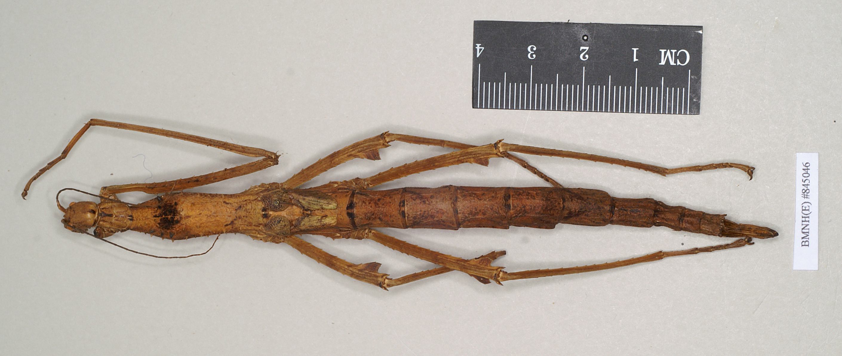 CollectionObject 1563693; NHMUK(SF IMPORT DUPLICATE) BMNH(E) #845046, 0aadf9f9-6a65-4285-8648-134f3f43faa8: copyright Natural History Museum, London. female (holotype). (CollectionObject).