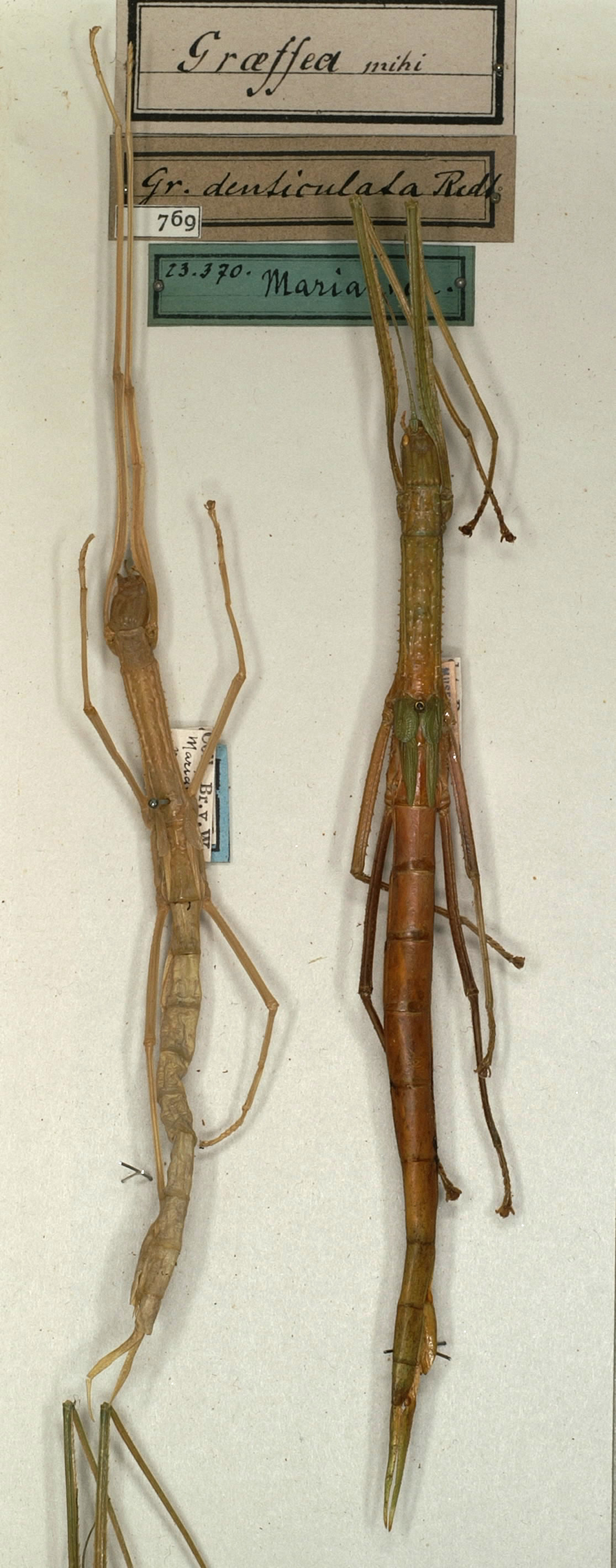 CollectionObject 1556955; NMW 769, 7ba7b6ba-136c-43c0-b86d-65c495faa89a: copyright NMW, Vienna. female (syntypes). (CollectionObject).