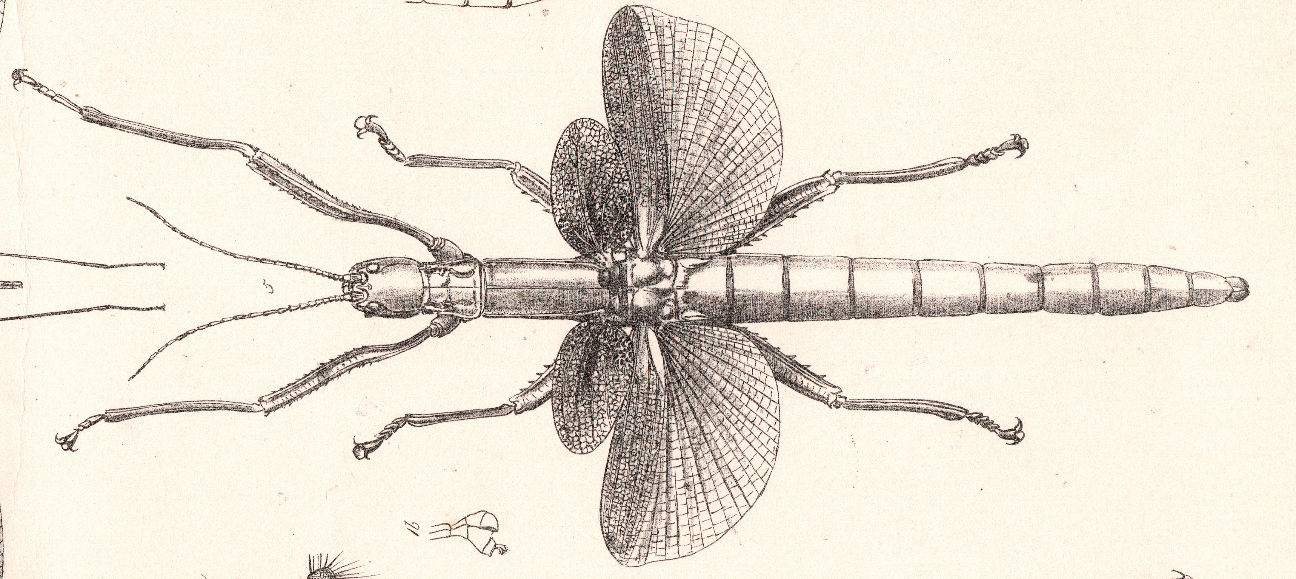 Megacrania Kaup, 1871: from Westwood, 1859. female of Megacrania phelaus [type species]. (Otu).
