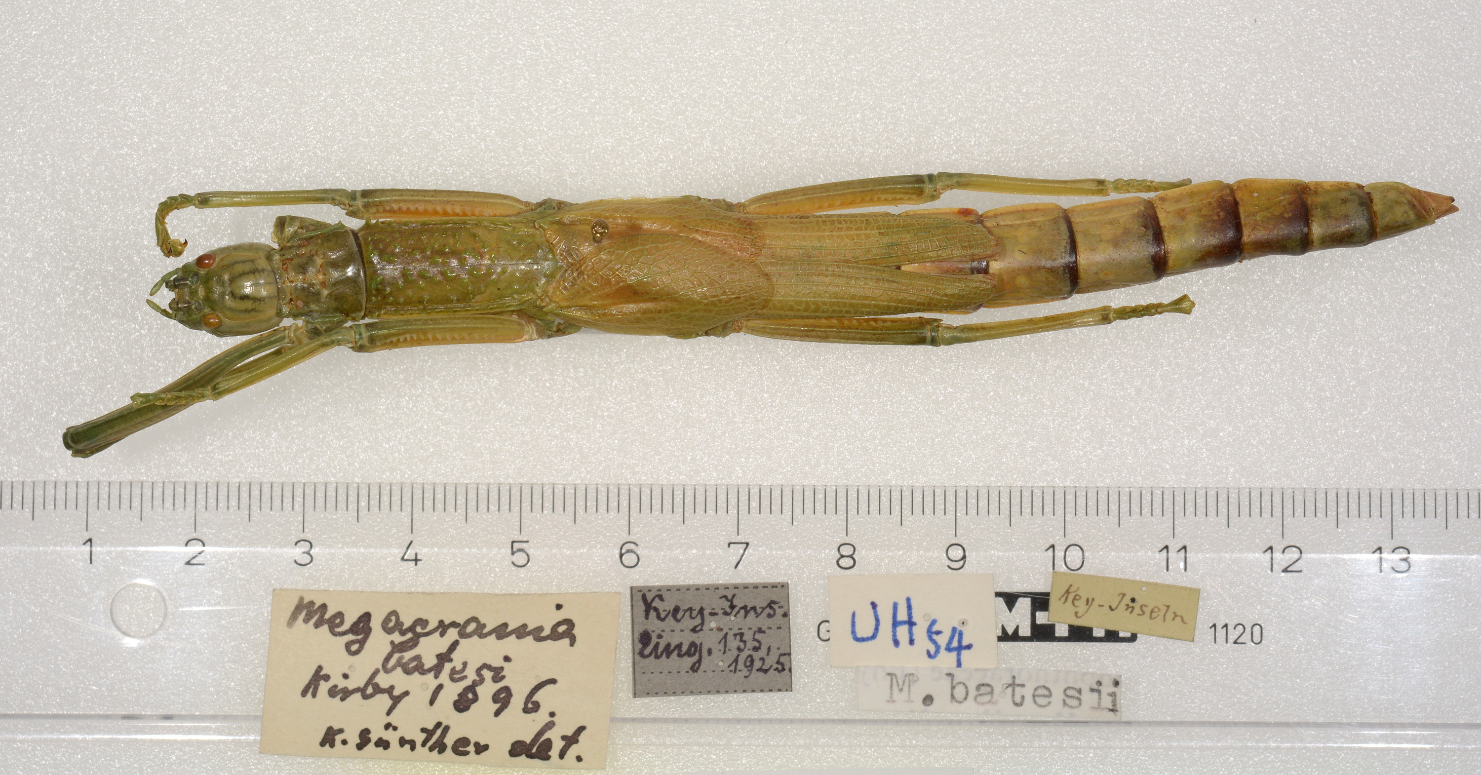 CollectionObject 1578775; a4870e64-5fe8-4a7f-bf65-4a907223154a: copyright ZMUH, Hamburg. female, dorsal view (paratype). (CollectionObject).