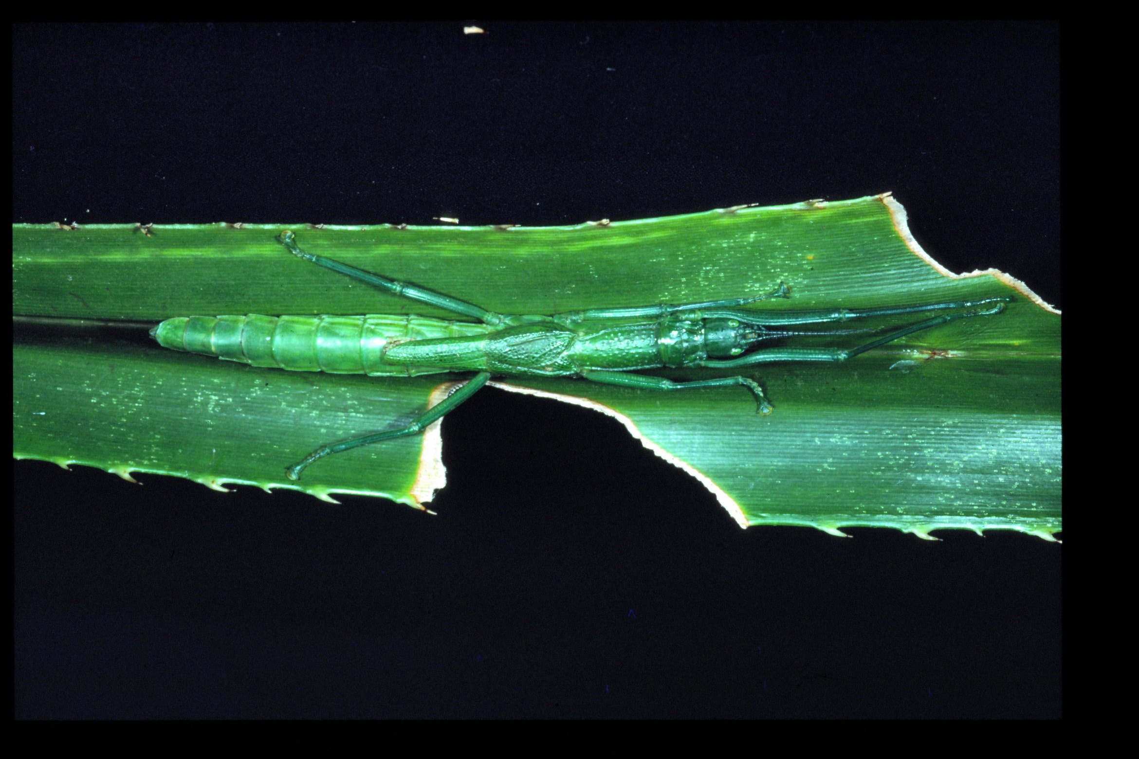 Megacrania batesii Kirby, 1896: copyright D.C.F. Rentz. female on its foodplant, Pandanus; Qld: Cape Tribulation, xi.1993. (Otu).