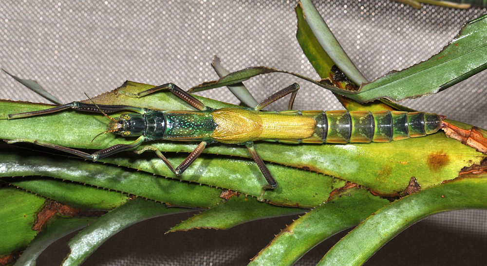 Megacrania tsudai Shiraki, 1933: copyright P.D. Brock. female natural colours, culture stock Taipei Zoo. (Otu).