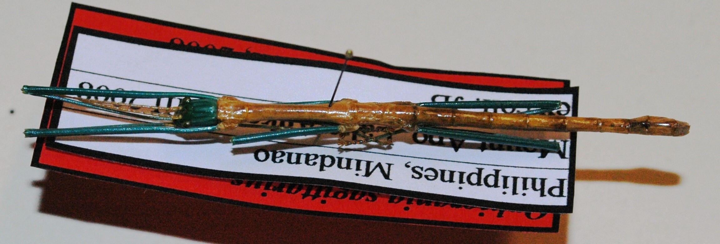 CollectionObject 1563761; 7c17bd5d-35bf-4516-9cb0-eb3684f2e630: copyright J. Bresseel. male (holotype). (CollectionObject).