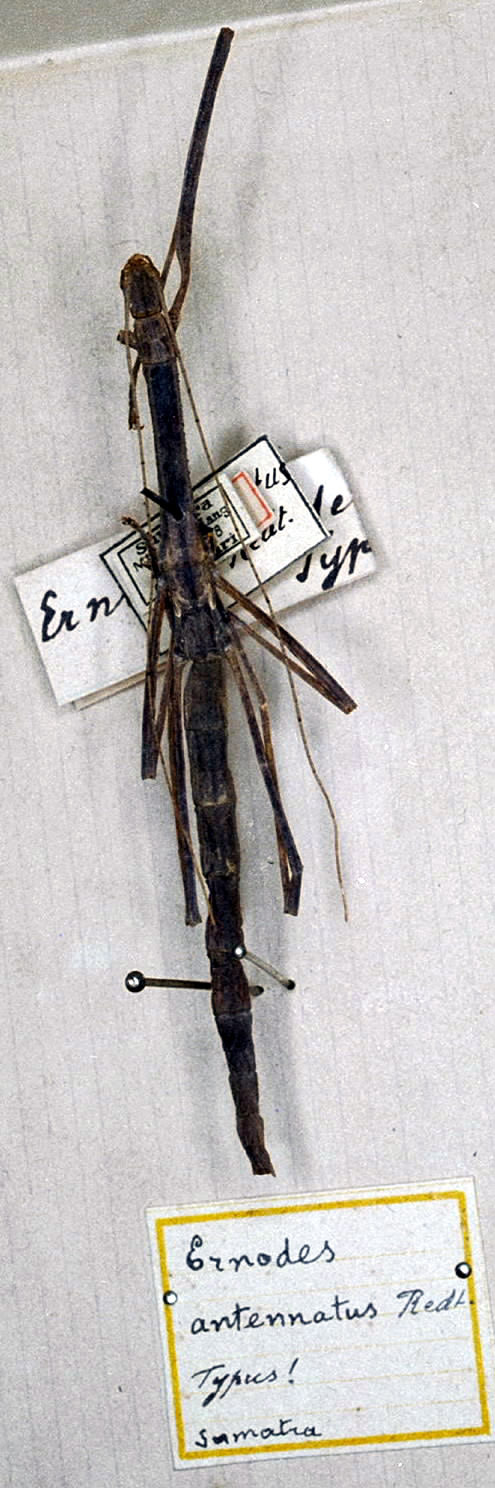 CollectionObject 1558641; 3cd09031-b006-4f05-a609-b293bcd54a84: copyright MSNG. female (holotype). (CollectionObject).