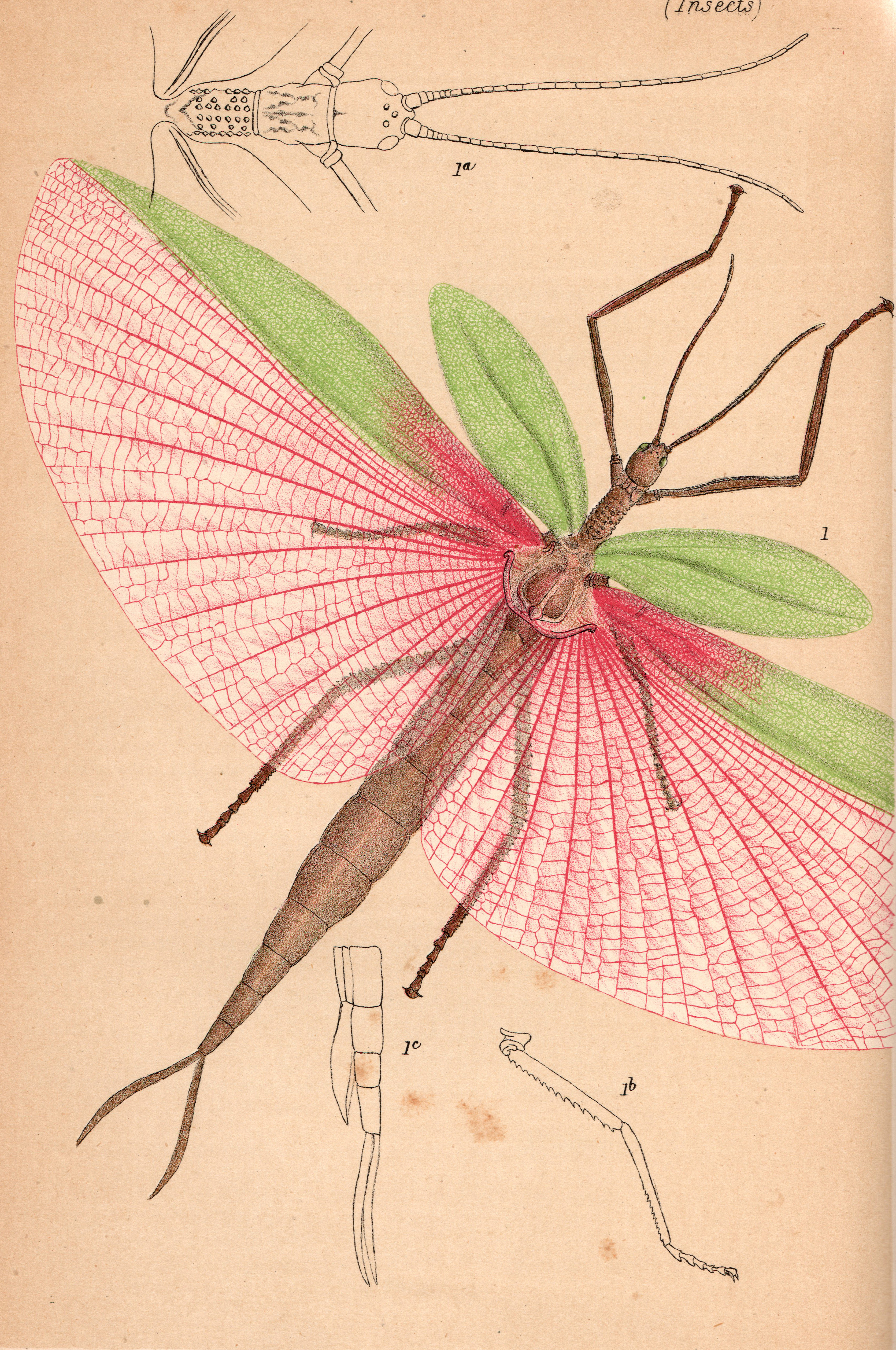 Podacanthus Gray, 1833: from McCoy, 1883. female Podacanthus typhon [type species]. (Otu).