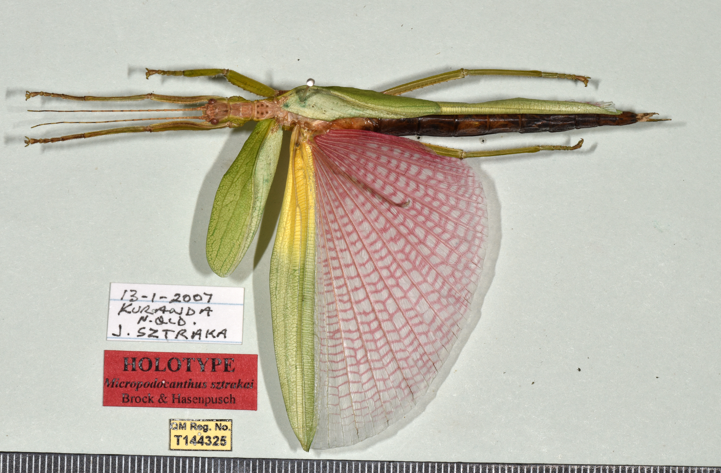 Micropodacanthus Brock & Hasenpusch, 2007: copyright QM. female of Micropodacanthus sztrakai [type species]. (Otu).