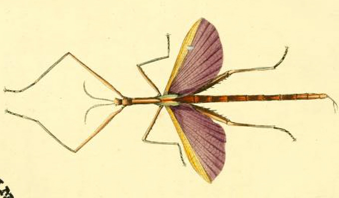 Didymuria Kirby, 1904: from original publication (Leach, 1814). male of Didymuria violescens [type species]. (Otu).