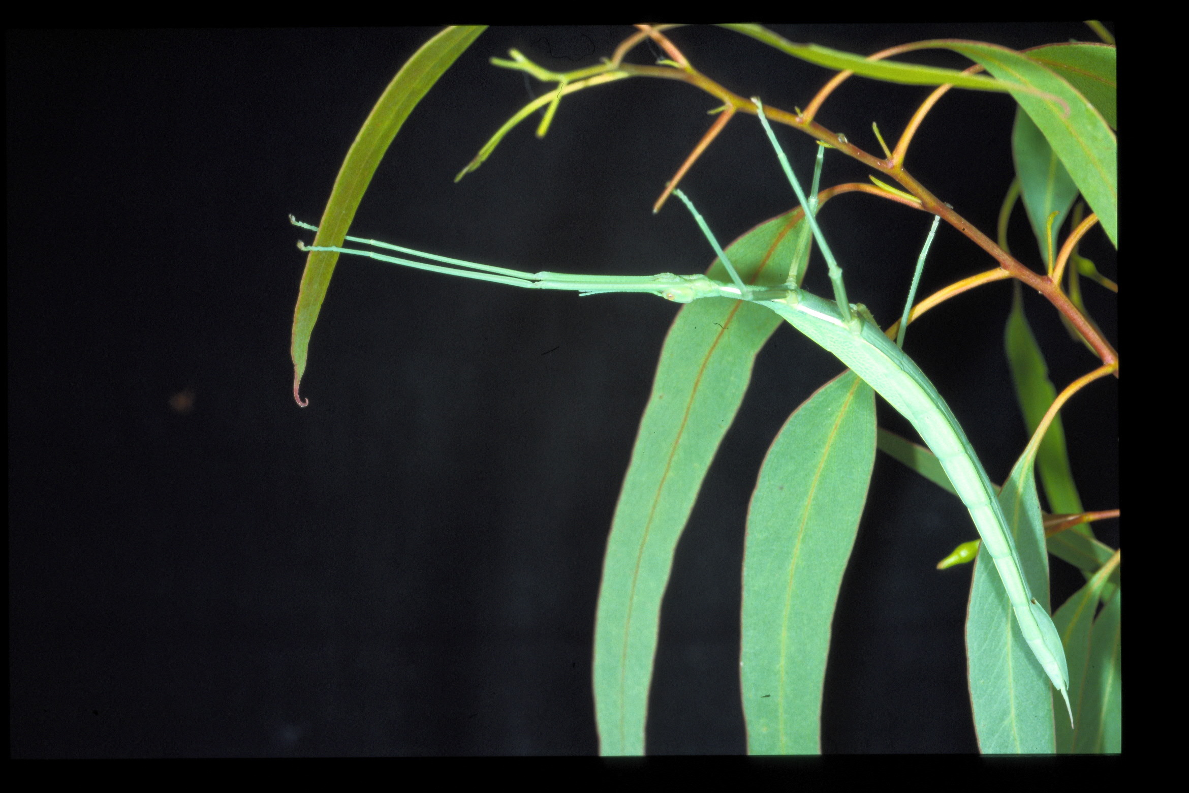 Didymuria violescens (Leach, 1814): copyright D.C.F. Rentz. female, NSW, i.1994. (Otu).