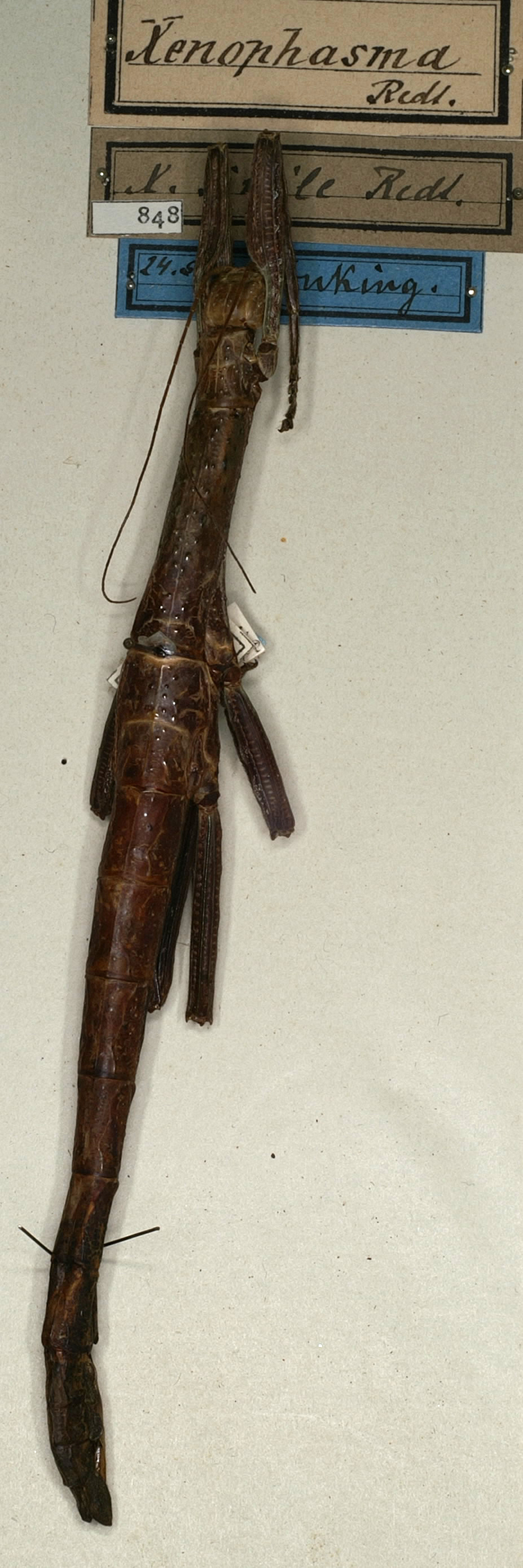 CollectionObject 1562335; NMW 848, 9f91afc1-d1ff-48a3-aba3-608f9aa30b93: copyright NMW, Vienna. female (syntype). (CollectionObject).