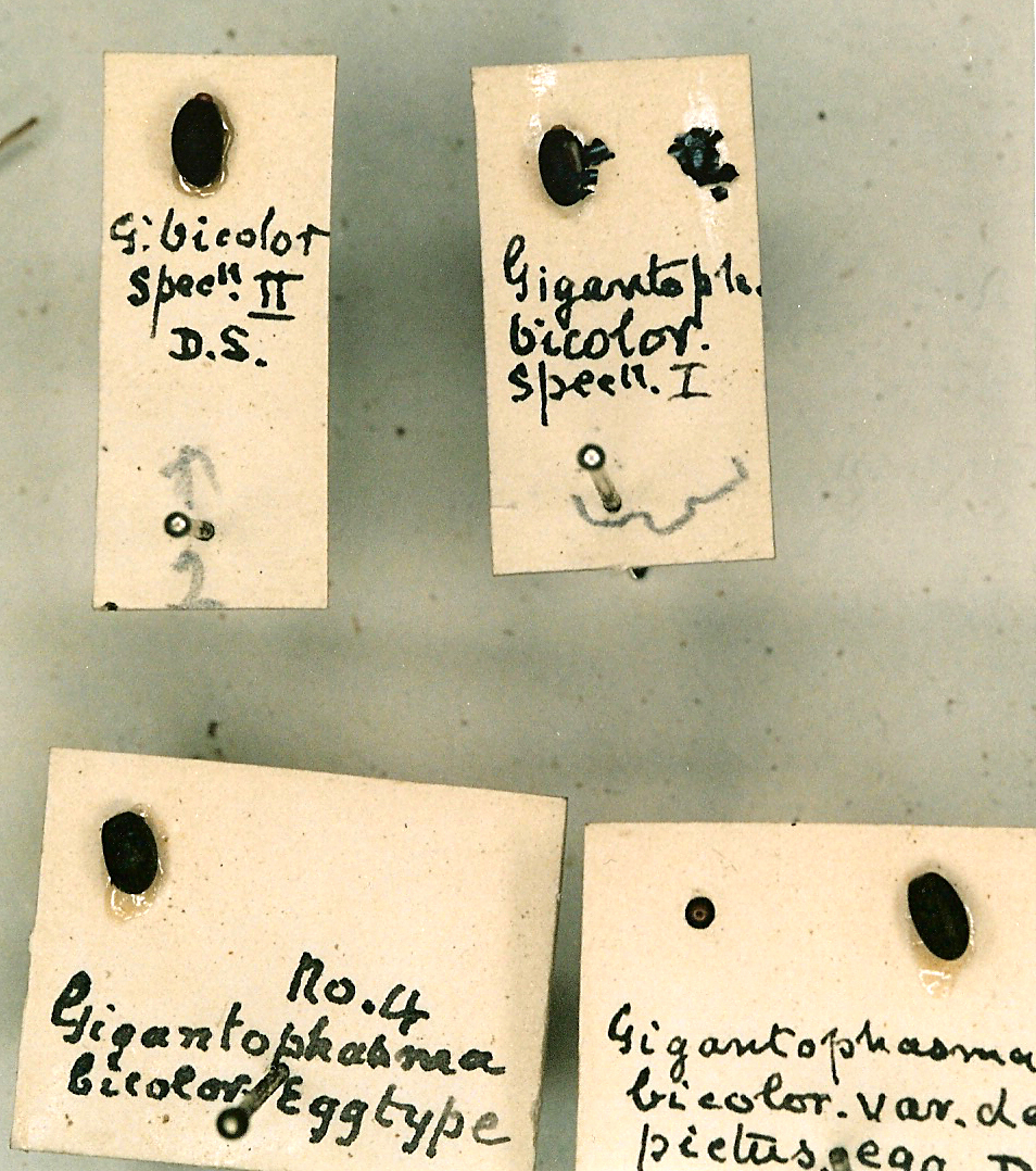 Gigantophasma bicolor Sharp, 1898: copyright CUMZ, Cambridge. eggs. (Otu).