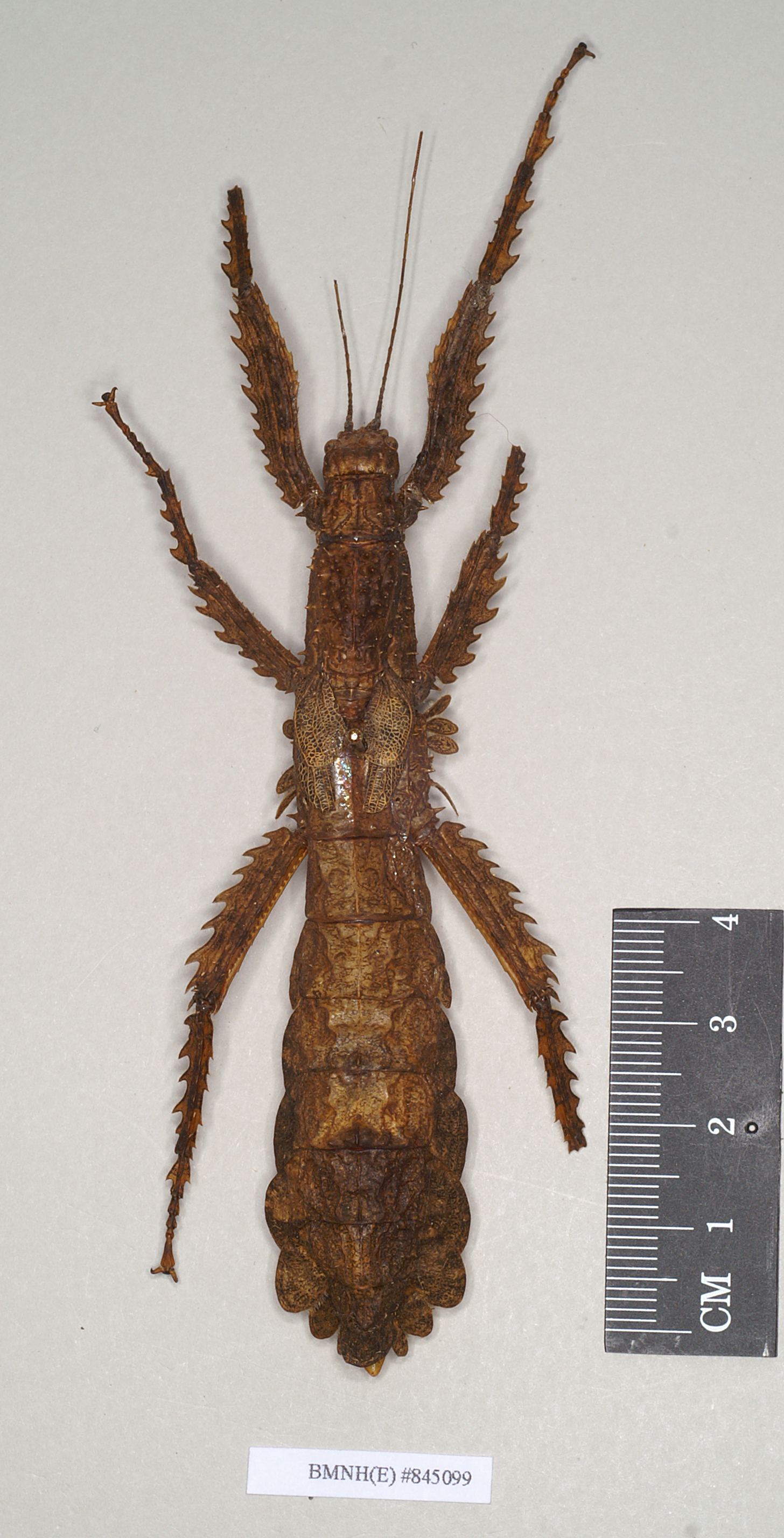 CollectionObject 1558165; NHMUK(SF IMPORT DUPLICATE) 845099, 7de3e0c2-3551-4aae-8995-4b04144fa183: copyright Natural History Museum, London. female (holotype). (CollectionObject).