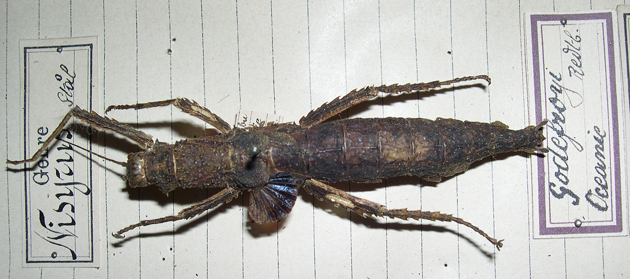 CollectionObject 1558166; 54fadc57-545c-41df-9825-76066ca61219: copyright MNHG, Geneva. female (holotype). (CollectionObject).