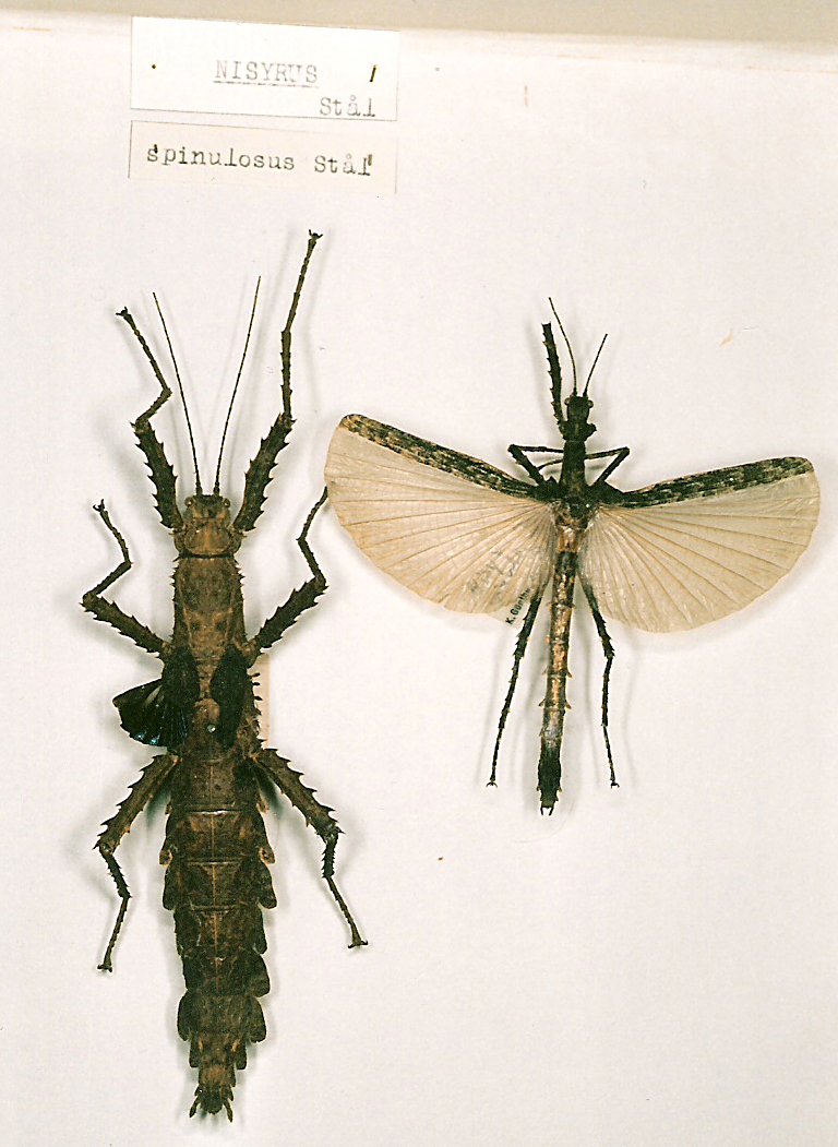CollectionObject 1560392; d35cb485-f189-4266-9cd7-61d6dc69da3e: copyright NHRS, Stockholm. female (holotype, on left). (CollectionObject).