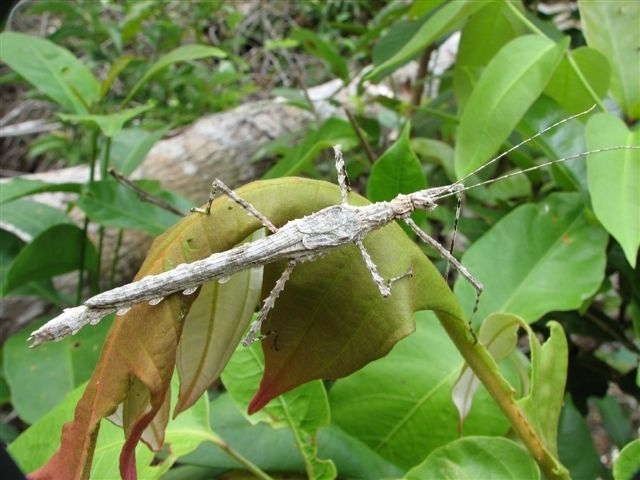 Xeroderus Gray, 1835: copyright Jack Hasenpusch. male of Xeroderus kirbyi [type species] in nature, Queensland, 9 November 2006. (Otu).