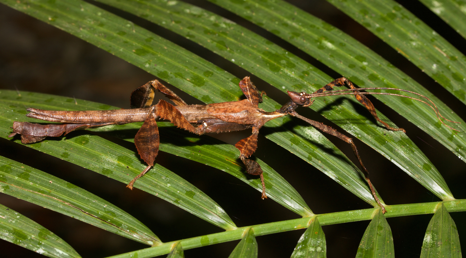 Extatosoma Gray, 1833: copyright David Rentz. male Extatosoma tiaratum [type species] in nature, Kuranda, Queensland, 2 March 2017. (Otu).