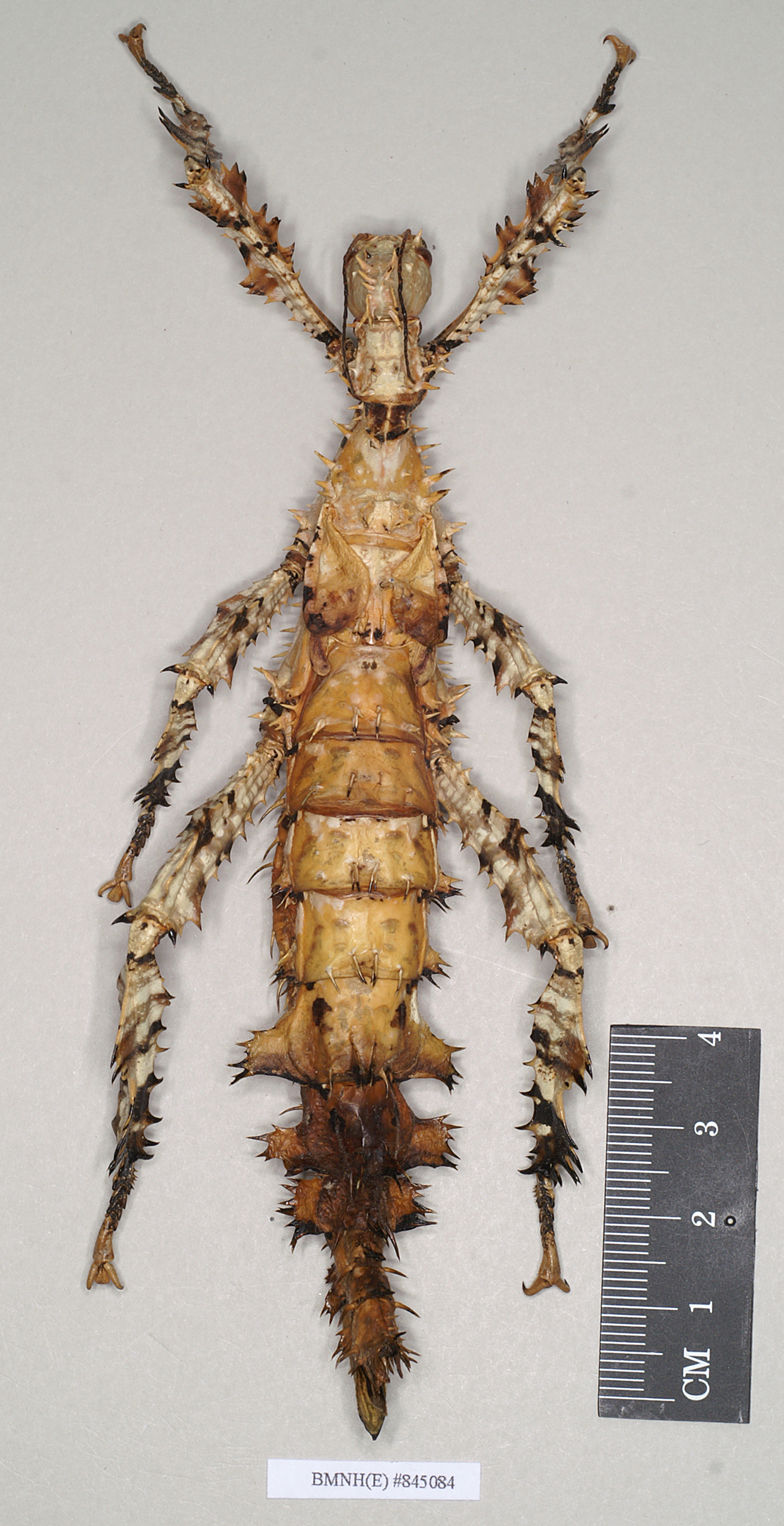 CollectionObject 1558780; NHMUK(SF IMPORT DUPLICATE) 845084, 66f667ce-93b1-4bb6-b649-ded55be2b1c7: copyright Natural History Museum, London. female of synonym Extatosoma carlbergi (holotype). (CollectionObject).