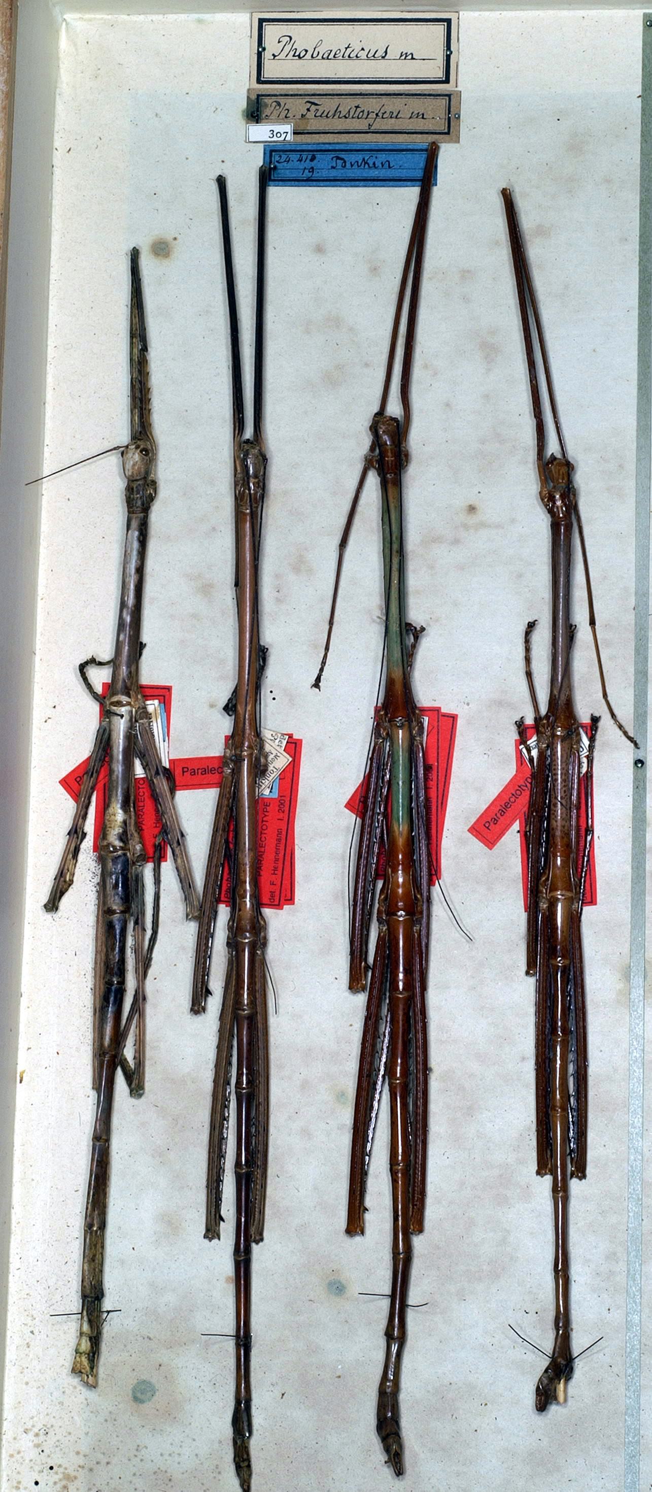 CollectionObject 1561132; NMW 307', 7a1ed2a1-f68e-45b6-8f22-0e5b357c8ff7: copyright NMW, Vienna. male and female juv. (paralectotypes) [= P. grandis]. (CollectionObject).