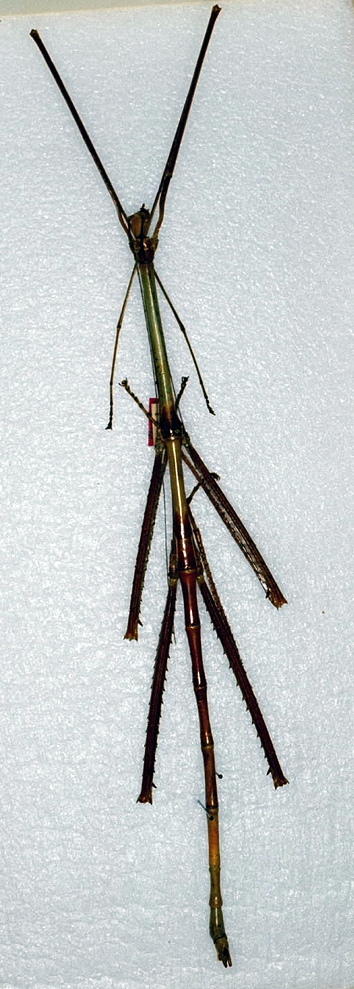 CollectionObject 1561138; 96e3e37a-3b69-41db-bc8a-b57424aa7ea9: copyright ANSP. male (holotype). (CollectionObject).