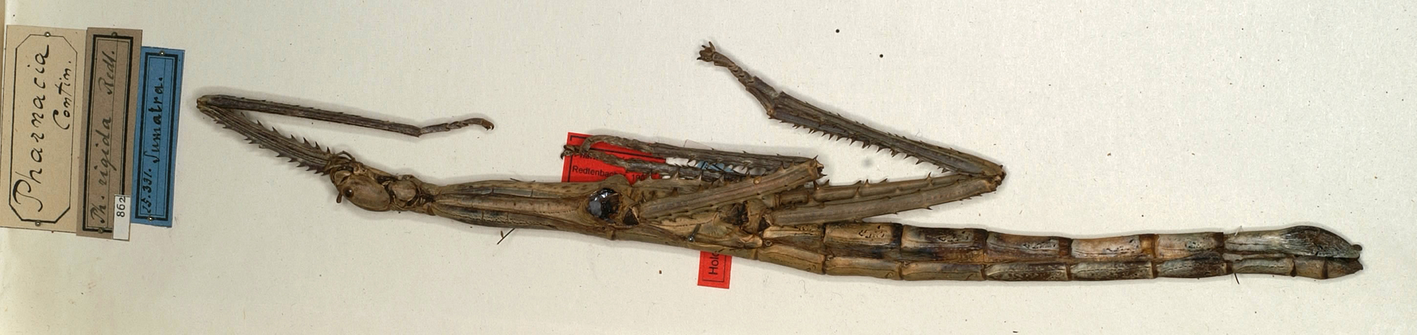 CollectionObject 1561092; NMW 862, d00e8682-ecf3-4b56-b986-00c69ae16625: copyright NMW, Vienna. female of synonym Pharnacia rigida (holotype). (CollectionObject).