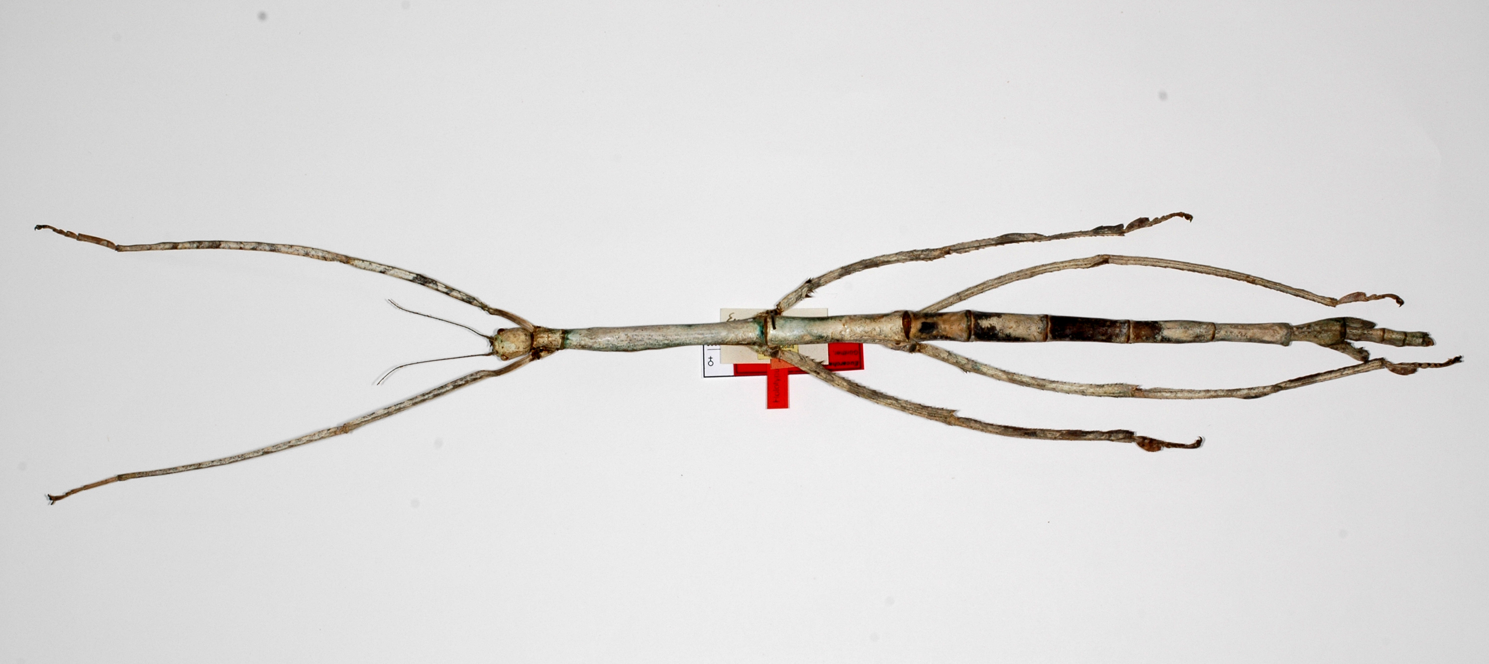 CollectionObject 1559393; 0e494eb9-8e8e-4ca8-9996-7aa68fc51e5e: copyright ZMHB, Berlin. female (holotype). (CollectionObject).