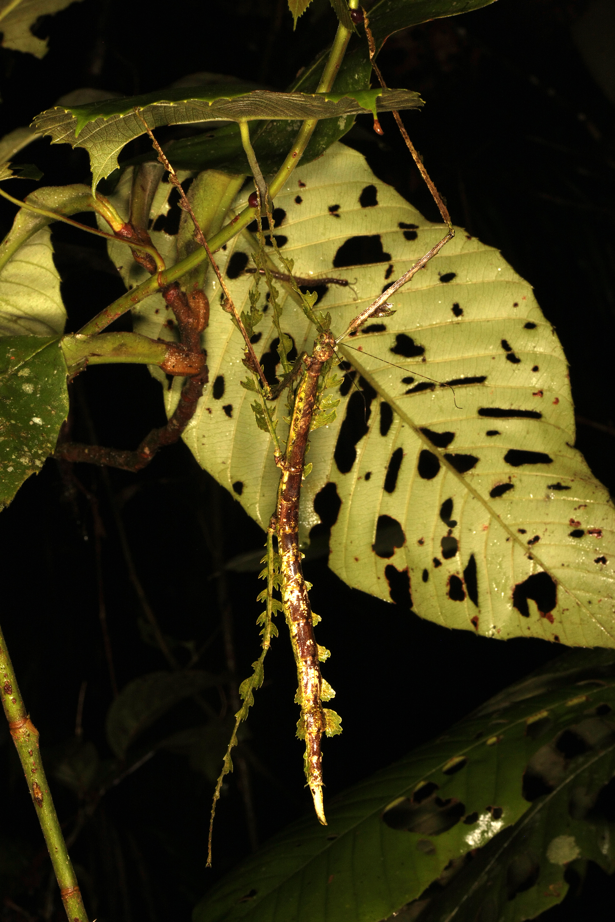 Phobaeticus foliatus (Bragg, 1995): copyright Ian Abercrombie. female, Mount Kinabalu National Park, Sabah, 12 June 2015. (Otu).