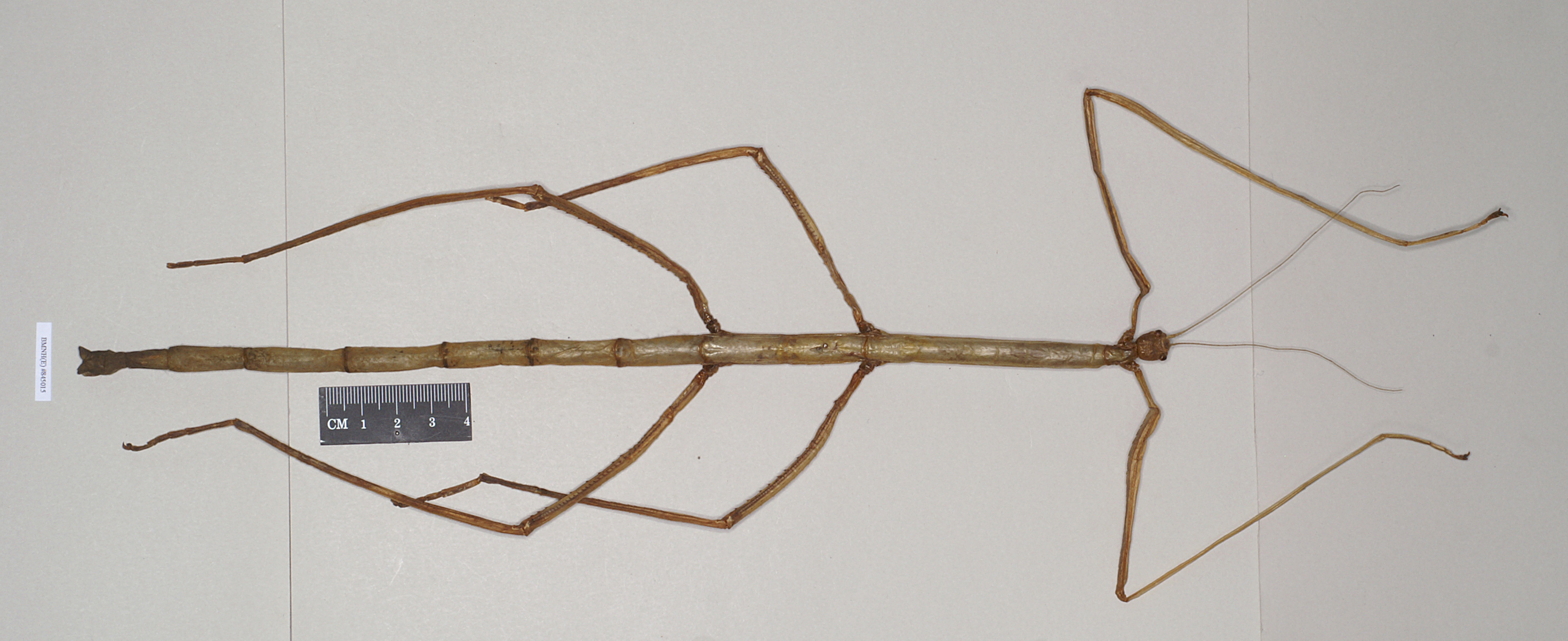 CollectionObject 1561147; 0419e6e6-78f4-4ddd-a9ae-c4fe8e85178b: copyright Natural History Museum, London. female of Phobaeticus kirbyi (holotype). (CollectionObject).