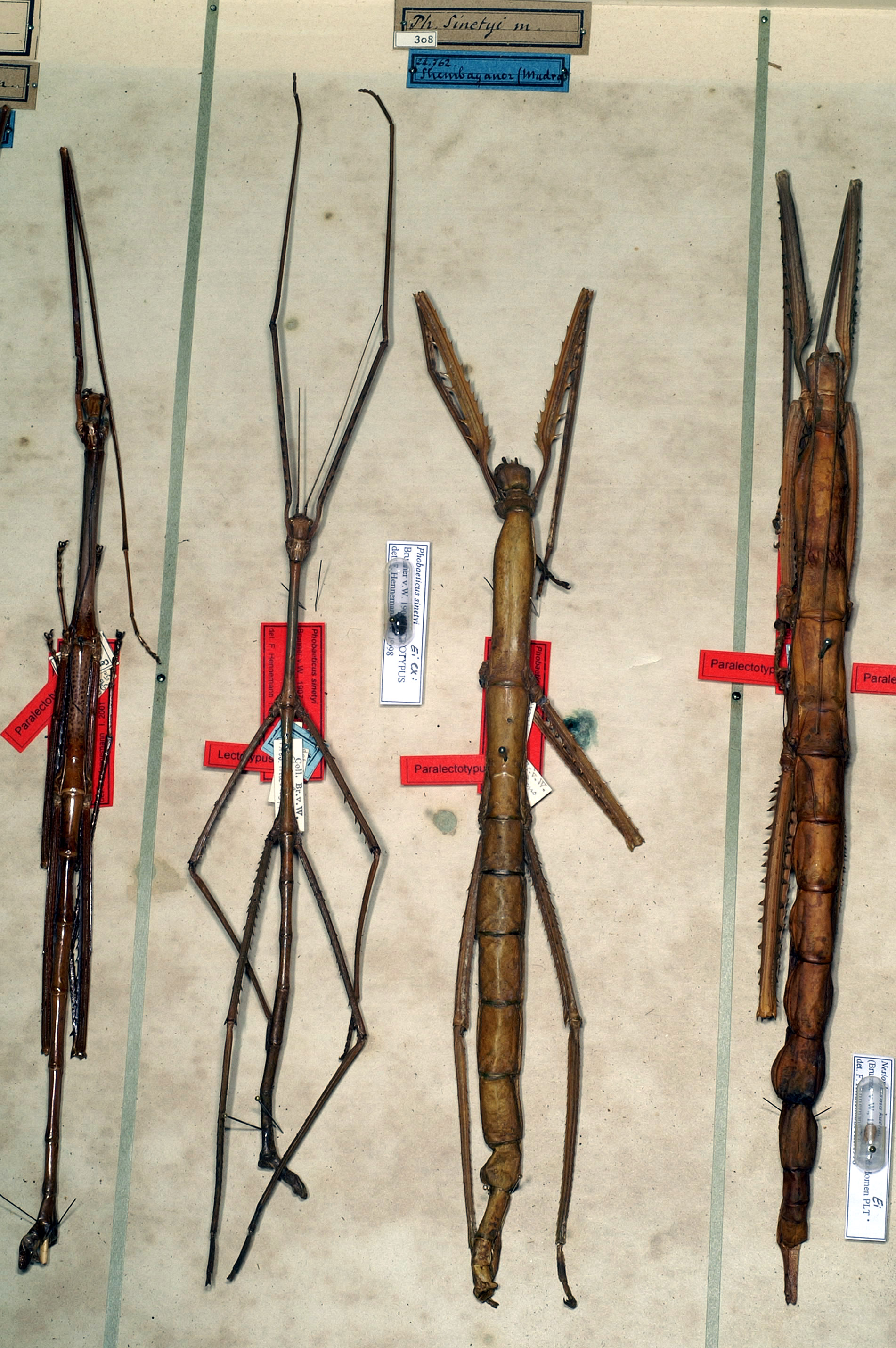 CollectionObject 1561162; NMW 308, e6d03226-9c4d-41ab-8cf1-360e03e5bc41: copyright NMW, Vienna. male (lectotype) and female (parolectotype). (CollectionObject).