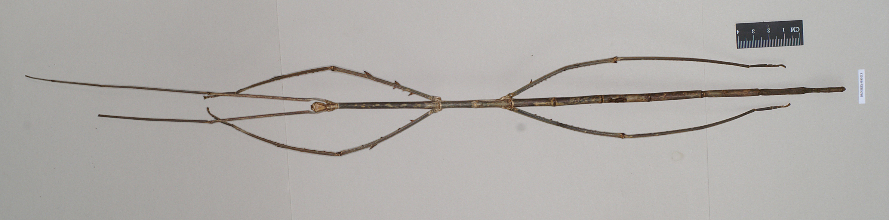 CollectionObject 1563479; NHMUK(SF IMPORT DUPLICATE) 845013, a98e78f0-0d25-4a81-bc07-04271a0eca8b: copyright Natural History Museum, London. female (holotype). (CollectionObject).