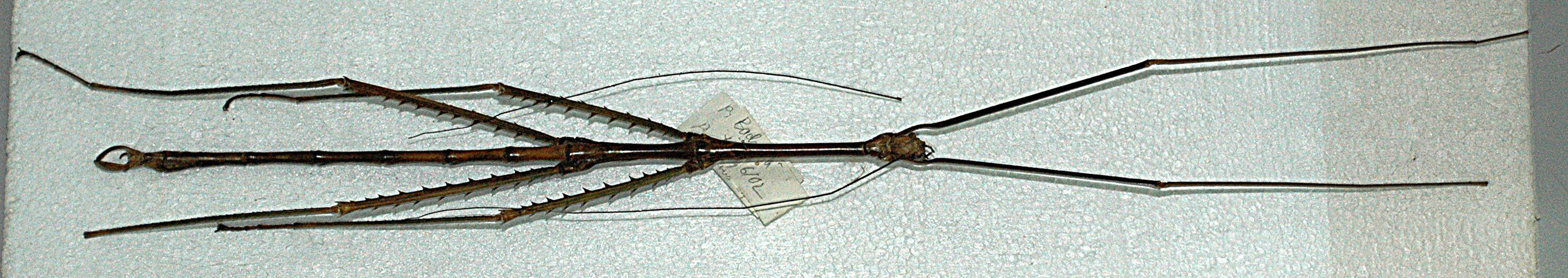 CollectionObject 1563976; 411429b1-33c4-4c19-96ec-deefb4e0c3ec: copyright J. Bresseel. male (holotype). (CollectionObject).