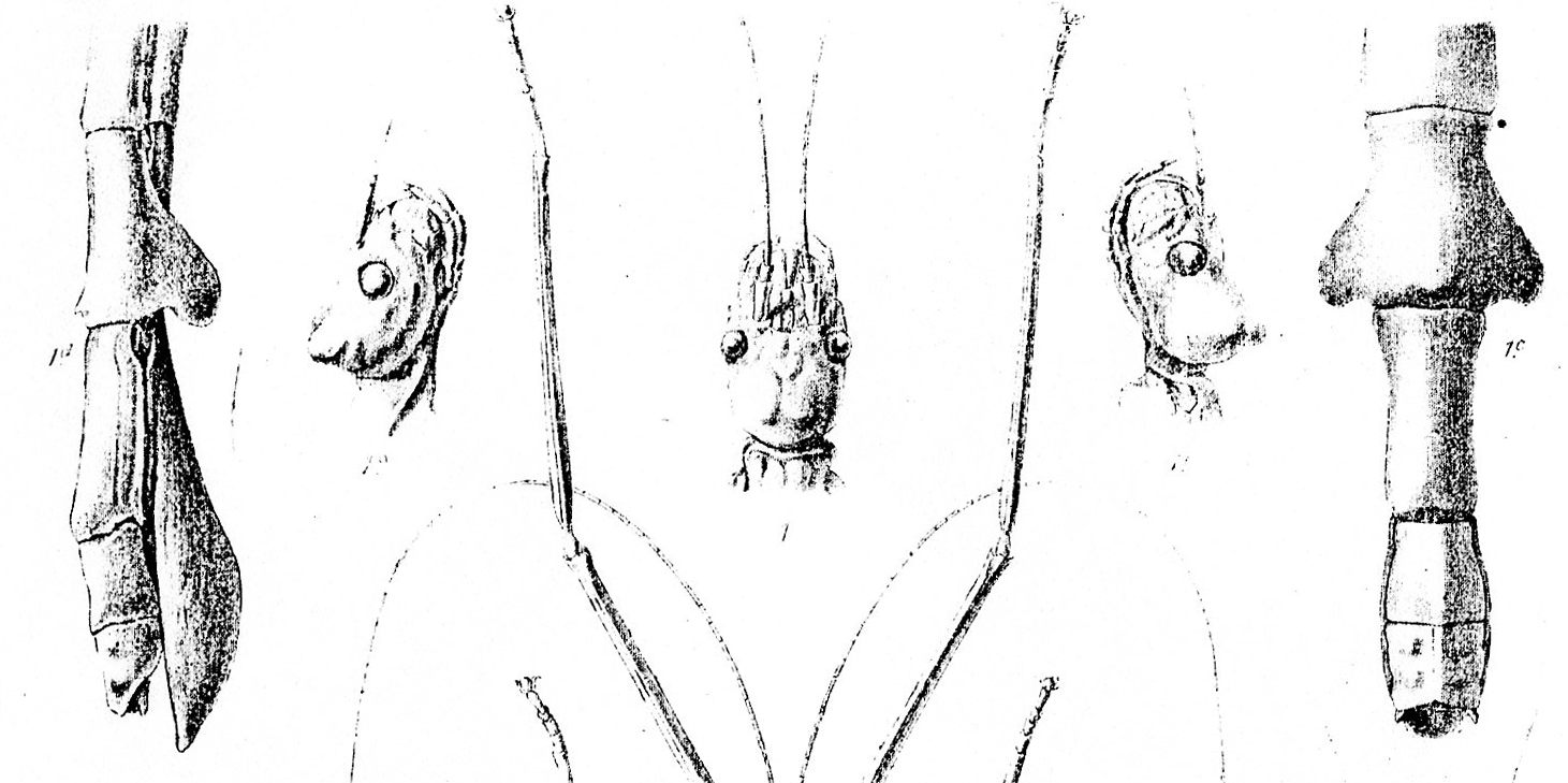 CollectionObject 1561095; 925901c7-b5c6-4321-819f-cf47593314a2: sketches of female (from Wood-Mason 1877). (CollectionObject).
