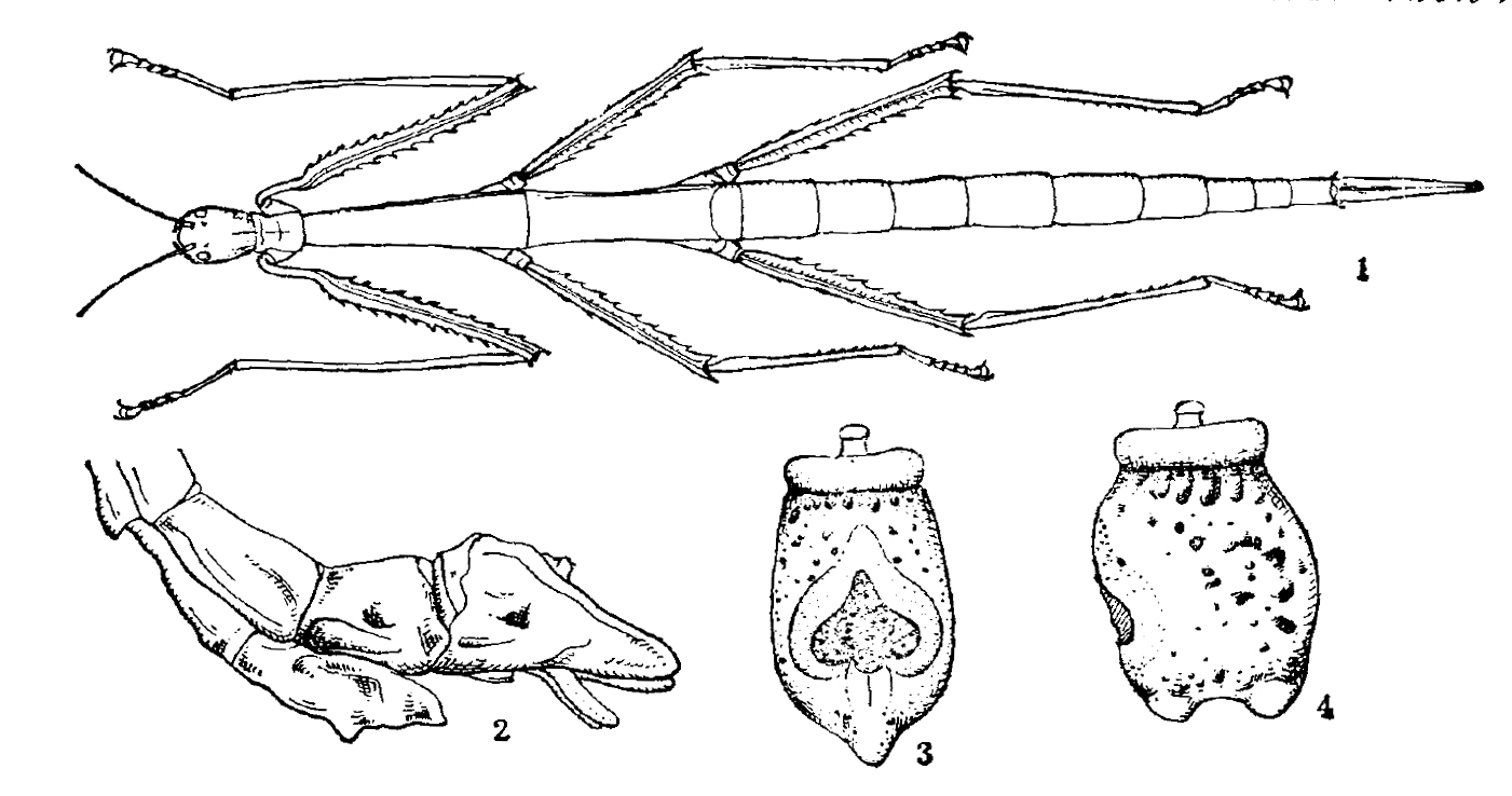 CollectionObject 1561161; 9b8ff14c-015a-4022-bd70-063d86f14164: original publication. female of synonym Phobaeticus sichuanensis (holotype) and eggs. (CollectionObject).