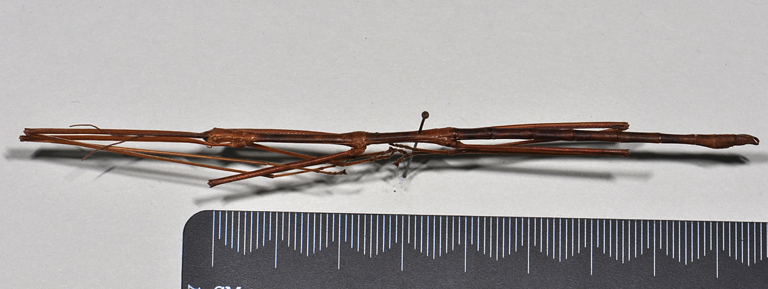 CollectionObject 1558564; 3ae685c8-f1c6-4bd0-85f7-d0b8fa72a781: copyright NTUC. male, dorsal view (syntype). (CollectionObject).;CollectionObject 1558565; b09dd22e-7f33-4771-b1d9-24d893a97422: copyright NTUC. male, dorsal view (syntype). (CollectionObject).