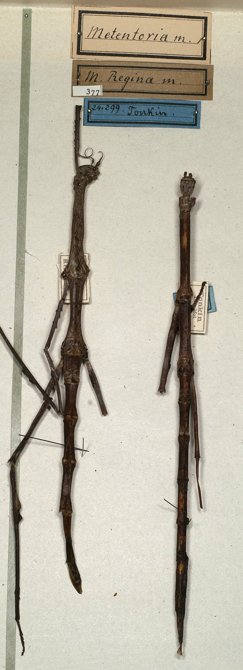 CollectionObject 1559817; NMW 377, 7586d624-7dce-4be4-8775-2f4387286cd3: copyright NMW, Vienna. female (syntypes). (CollectionObject).