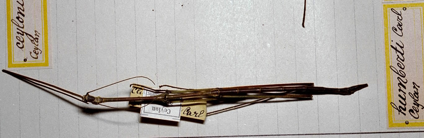 CollectionObject 1561626; 96fd74e0-3ce2-4c86-a39e-b6f0b9b55a54: copyright MHNG Geneva. male (holotype). (CollectionObject).